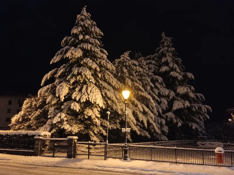 Gli abeti innevati illuminati, la sera