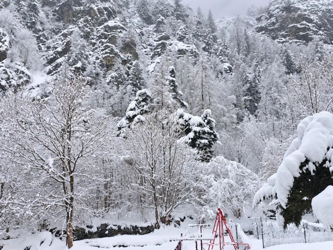 Il bosco sotto la neve